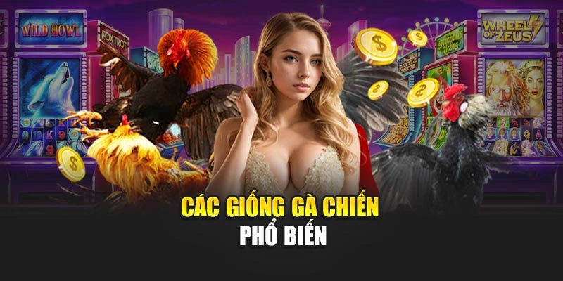 Các giống gà chiến phổ biến