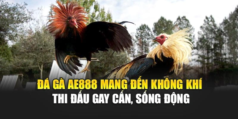 Đá gà AE888 mang đến không khí thi đấu gay cấn, sống động
