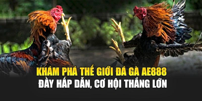 Khám phá thế giới đá gà AE888 đầy hấp dẫn, cơ hội thắng lớn