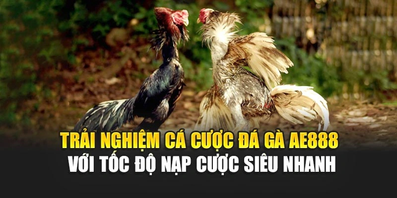 Trải nghiệm cá cược đá gà AE888 với tốc độ nạp cược siêu nhanh