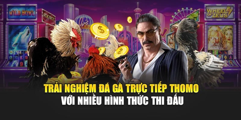 Trải nghiệm đá gà trực tiếp thomo với nhiều hình thức thi đấu